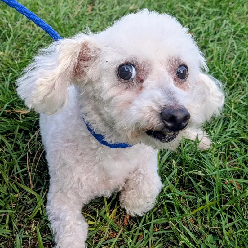 A senior small-sized female White / Cream Poodle dog named Darlene for adoption in Houston, TX
