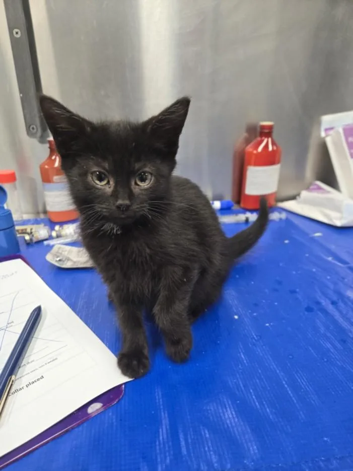 A baby small-sized male Domestic Short Hair cat named Led Zeppelin for adoption in Hagerstown, MD