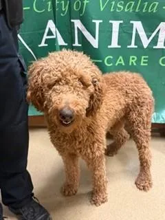 An adult medium-sized male Apricot / Beige Standard Poodle dog named Lenard for adoption in Visalia, CA