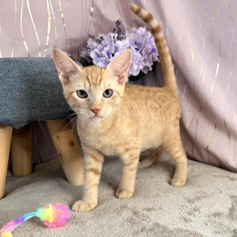 A baby small-sized male Tabby (Orange / Red) Domestic Short Hair cat named Carney for adoption in Long Beach, MS