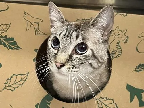 Simba