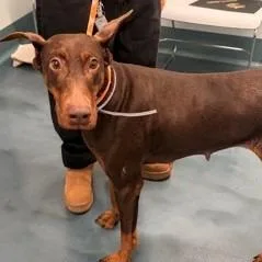An adult large-sized female Red / Chestnut / Orange Doberman Pinscher dog named Bambi for adoption in Sandown, NH