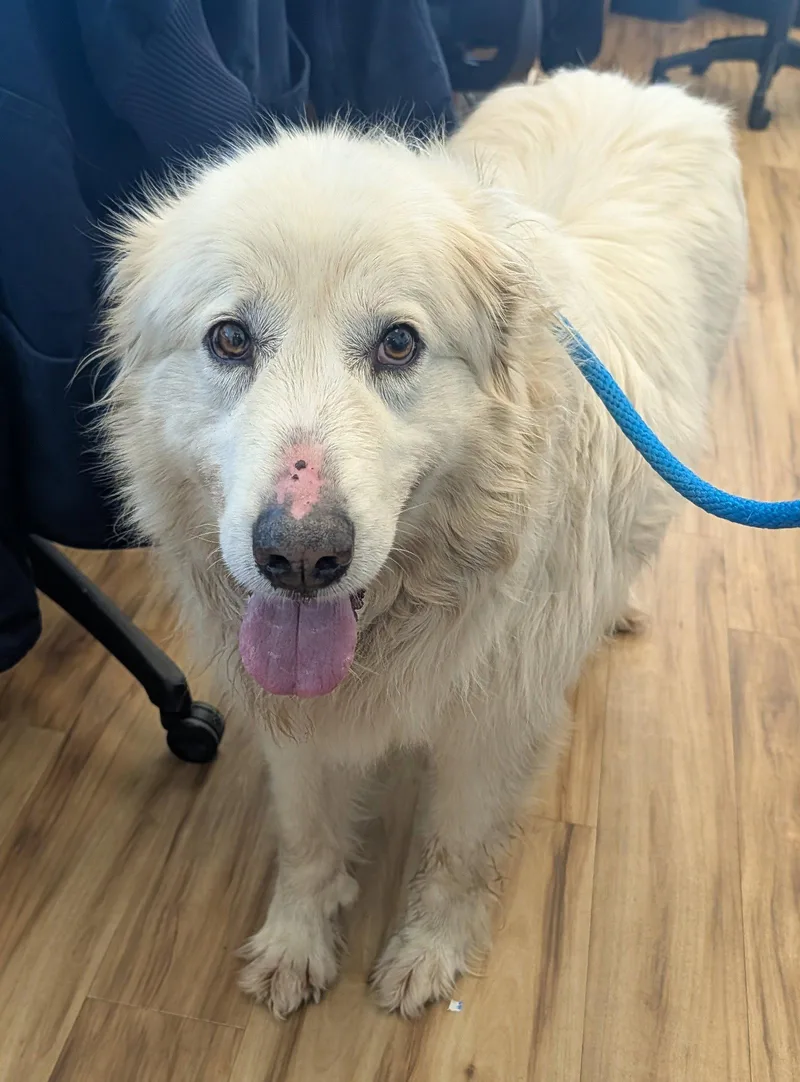 An adult large-sized male Great Pyrenees dog named William for adoption in Richardson, TX