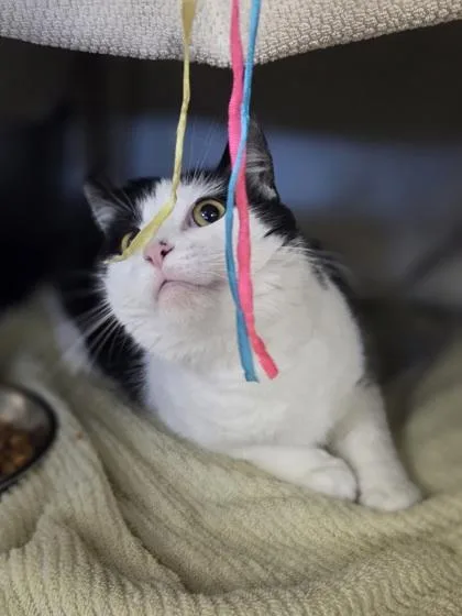 An adult large-sized female Domestic Short Hair cat named Buttons for adoption in Westland, MI