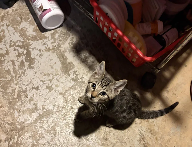 A baby medium-sized female Domestic Short Hair cat named Cassandra Peterson for adoption in Philadelphia, PA