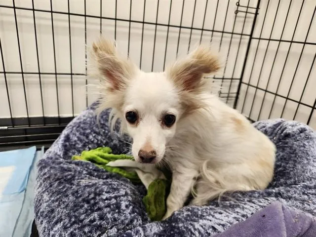 An adult small-sized female Chihuahua dog named Sally for adoption in Springfield, MA