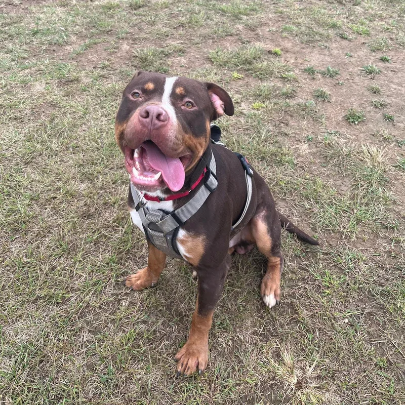 Refried Beans thumbnail 2