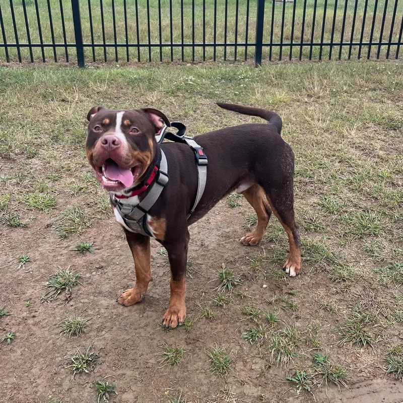 Refried Beans thumbnail 3