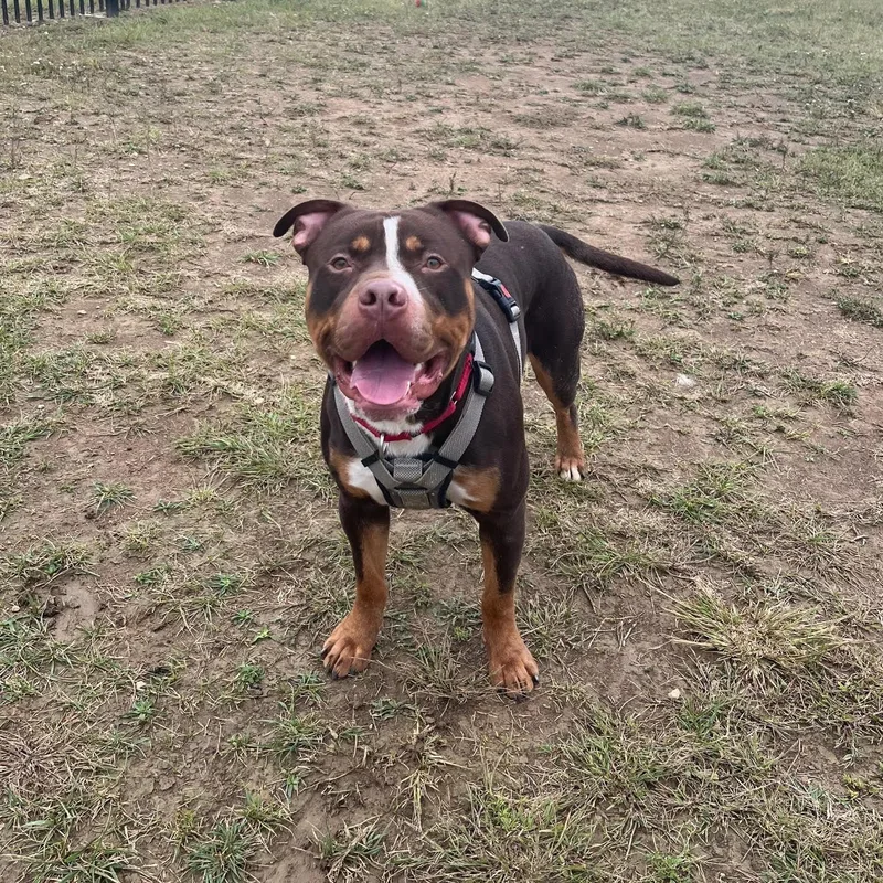 Refried Beans thumbnail 4