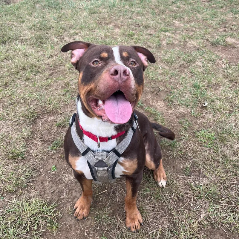 Refried Beans thumbnail 5