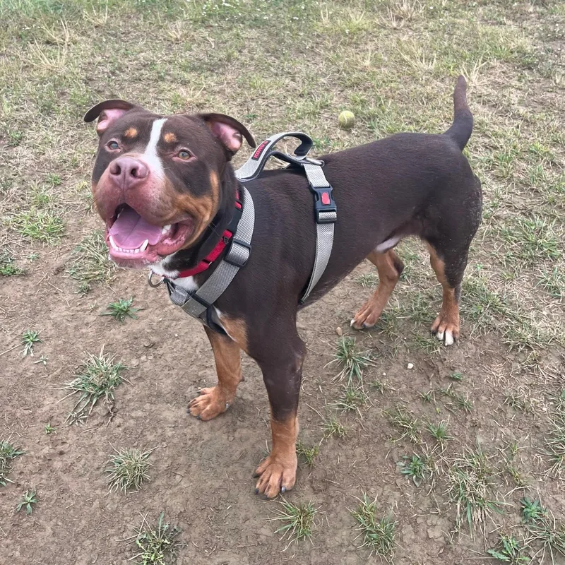 Refried Beans thumbnail 6