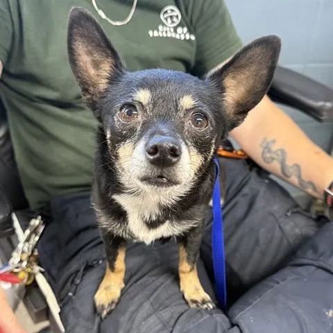 A senior small-sized female Black Mixed Breed dog named Mariah for adoption in Hopkinton, MA
