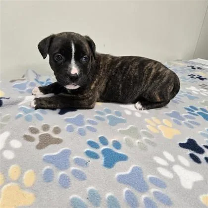 A baby medium-sized female Siberian Husky dog named Cricket A for adoption in Plano, TX