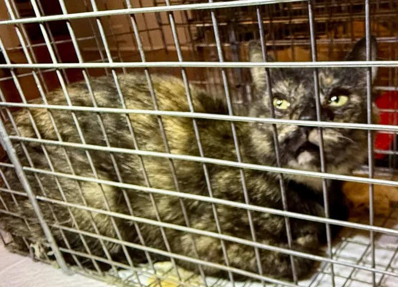 A young medium-sized female Domestic Short Hair cat named Wisteria for adoption in Augusta, GA