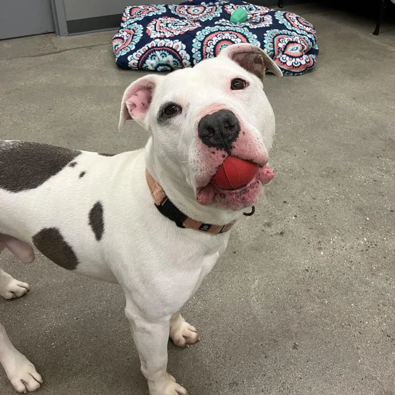 Crookedy thumbnail 2