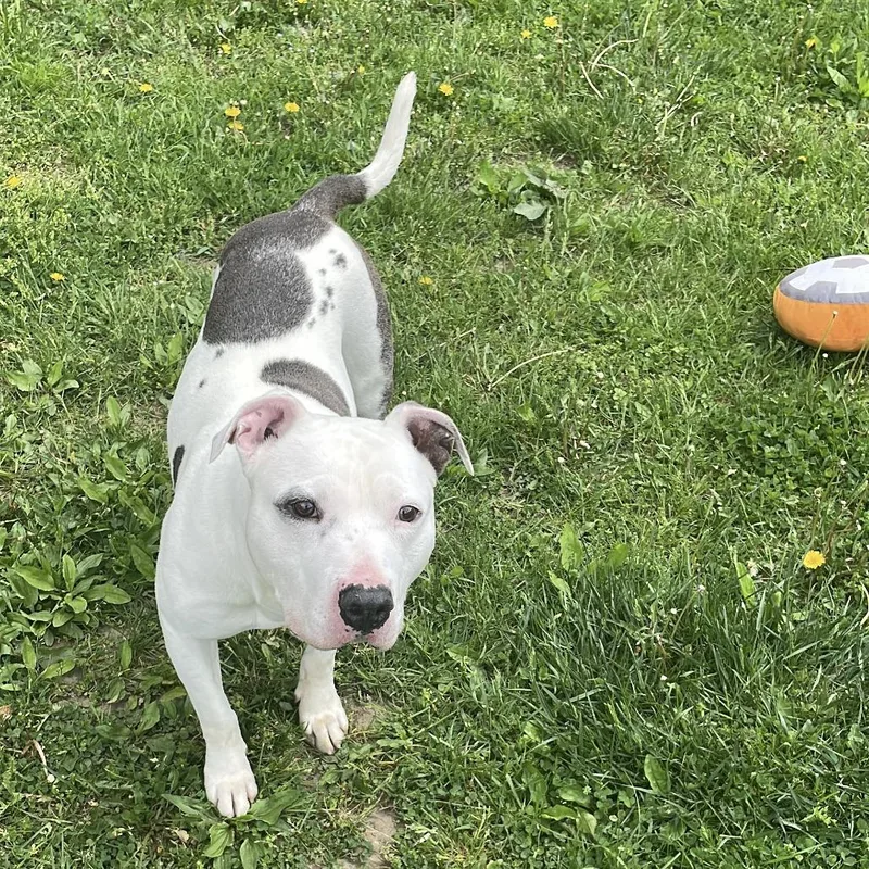 Crookedy thumbnail 3