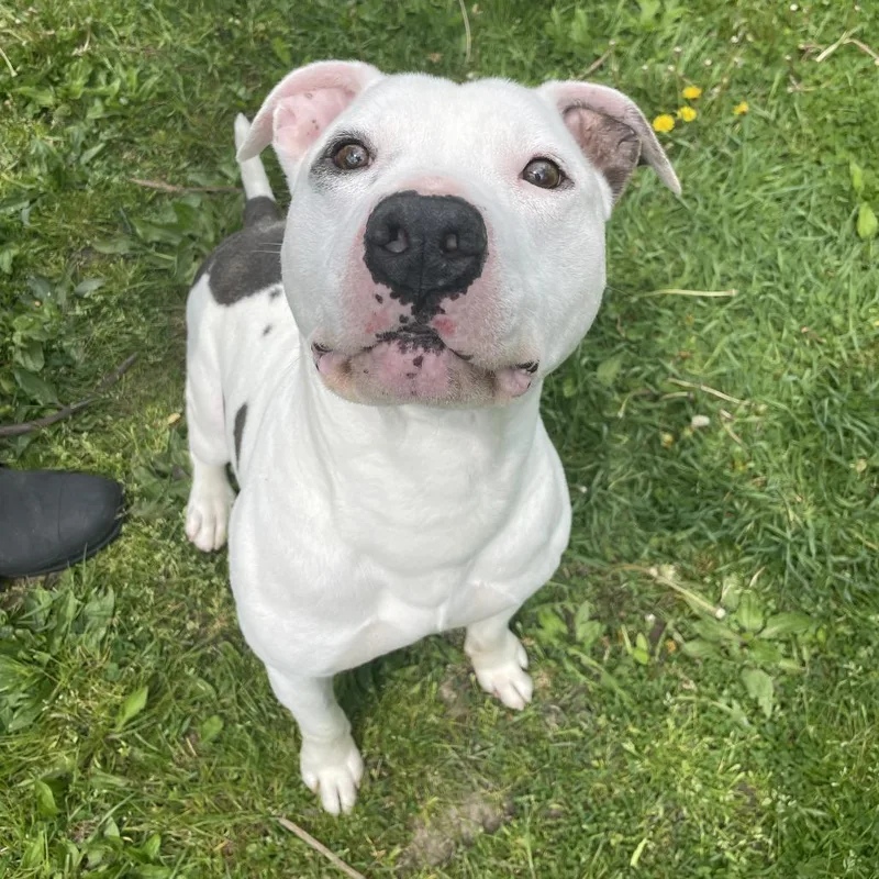 Crookedy thumbnail 4