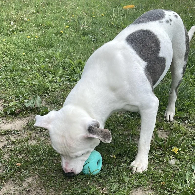 Crookedy thumbnail 5