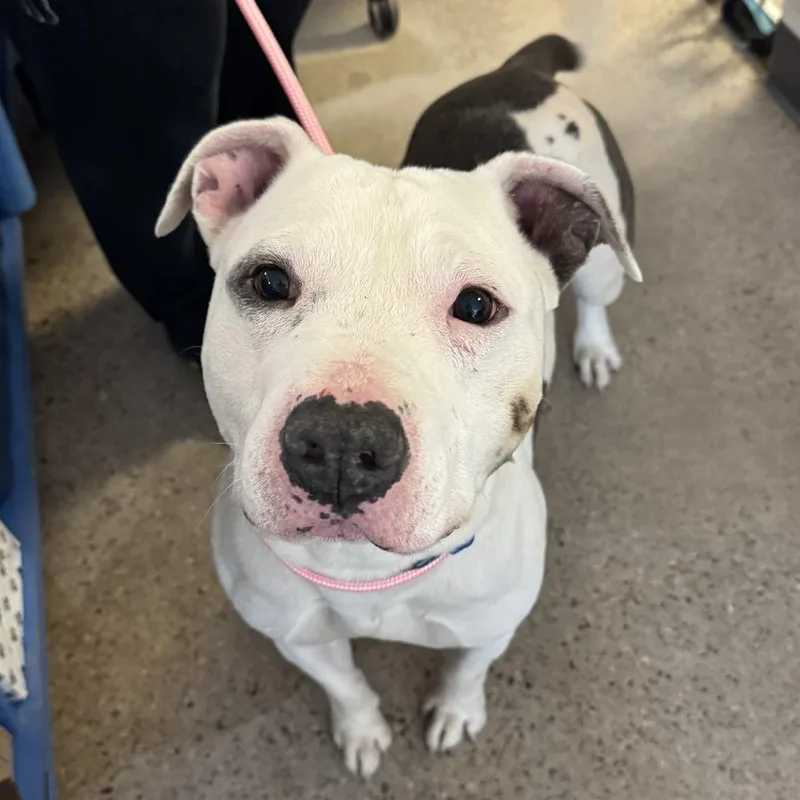 Crookedy thumbnail 6