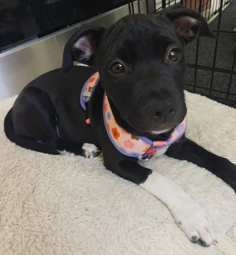 A baby medium-sized female Staffordshire Bull Terrier dog named Lassen for adoption in Davis, CA