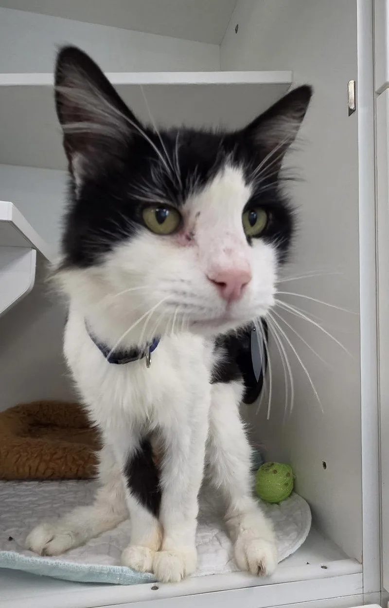 A young medium-sized male Black & White / Tuxedo Domestic Short Hair cat named Dashboard for adoption in Satellite Beach, FL