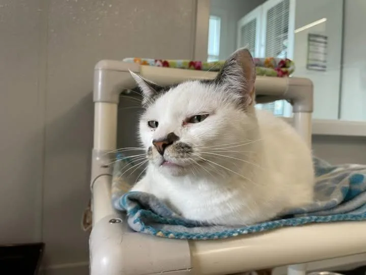 An adult medium-sized female Domestic Short Hair cat named Marietta for adoption in New Bern, NC