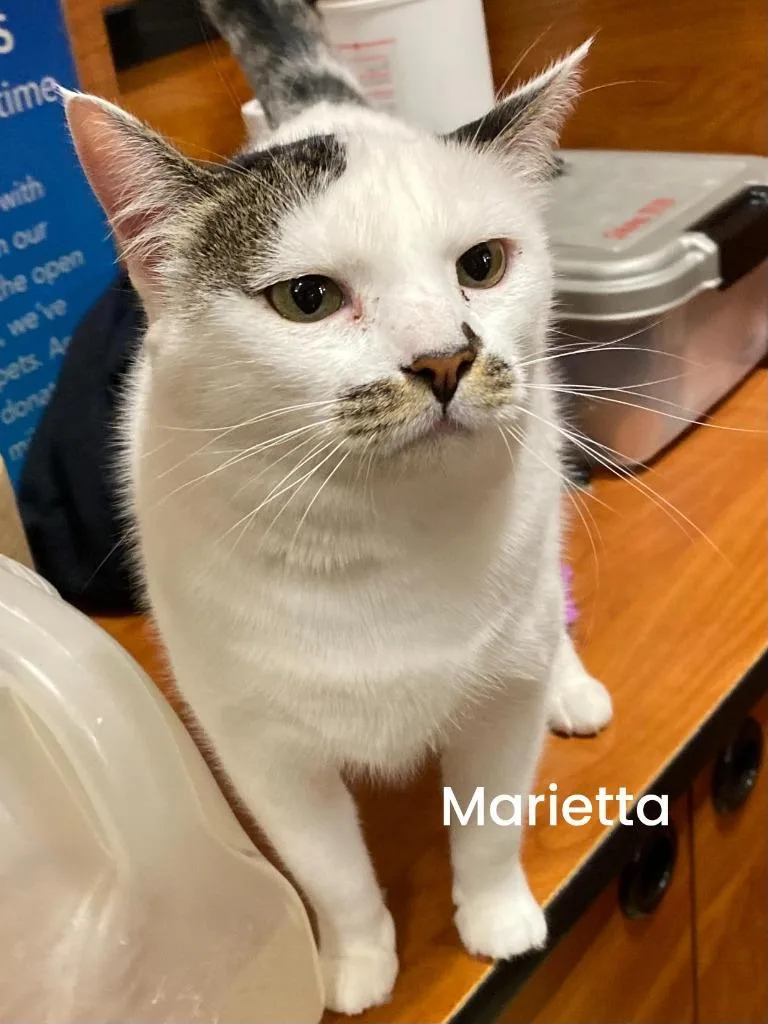 Marietta thumbnail 5
