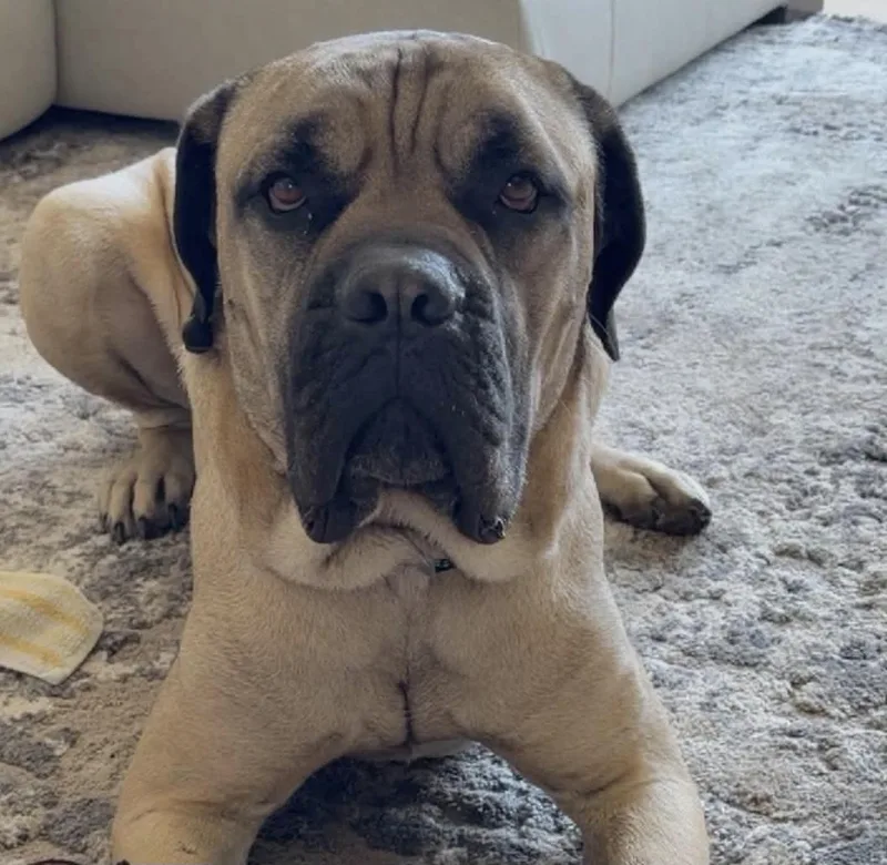 A young extra large-sized male Apricot / Beige Bullmastiff dog named Tank  IL for adoption in Templeton, MA