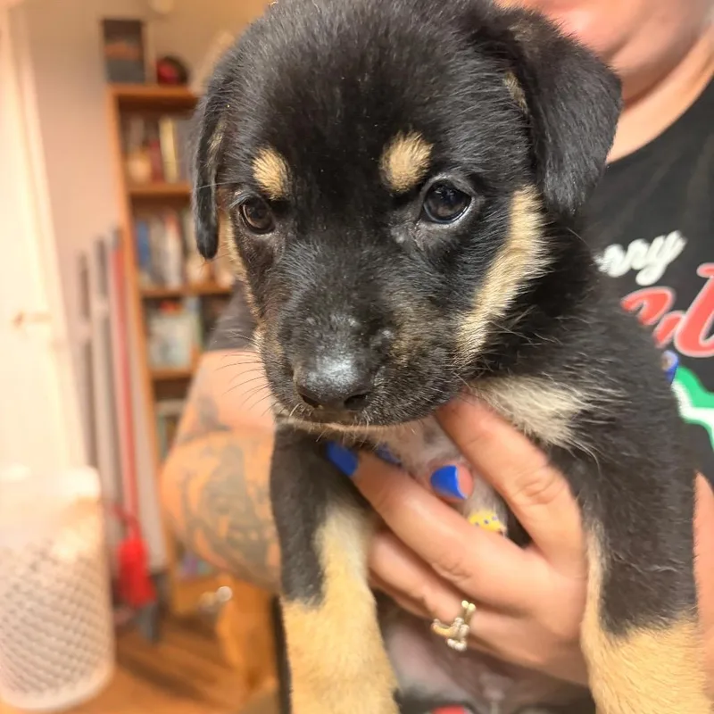 A baby medium-sized male Black Patterdale Terrier / Fell Terrier dog named Bolton for adoption in Chillicothe, IL