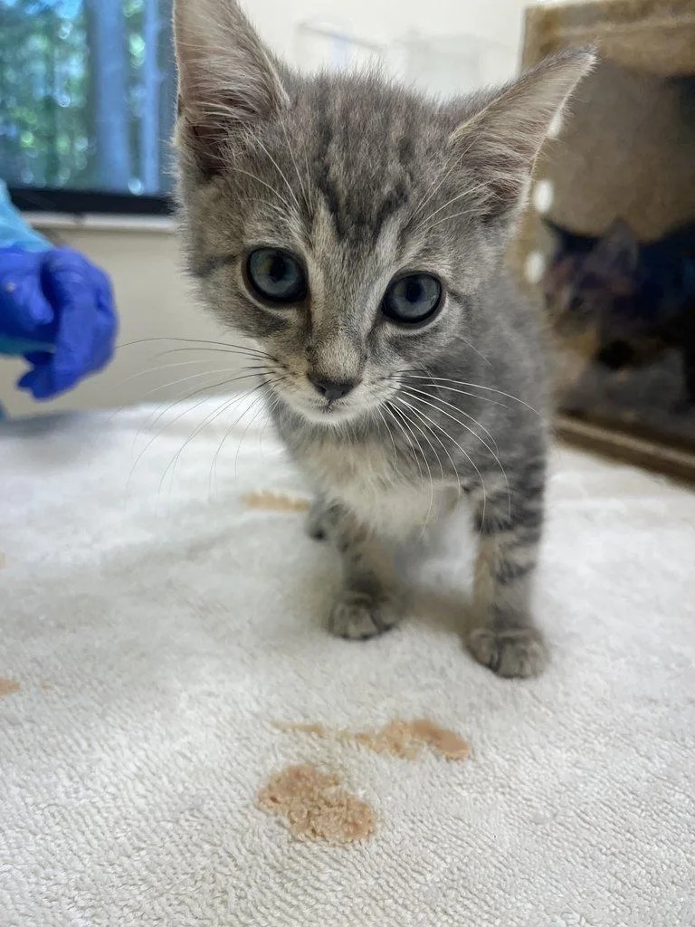 A baby small-sized male Tabby (Gray / Blue / Silver) Domestic Short Hair cat named Booker for adoption in Raleigh, NC