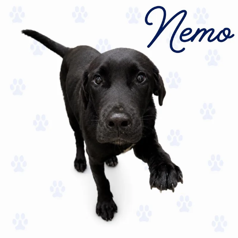 A young medium-sized female Black Mixed Breed dog named Nemo for adoption in Memphis, TN