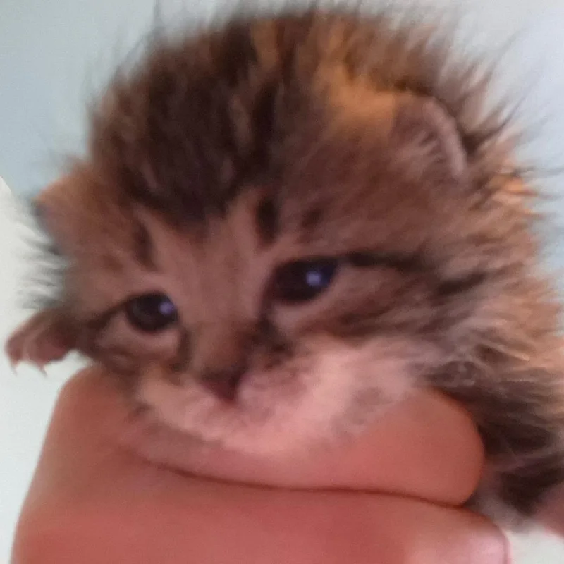 A baby small-sized female Brown / Chocolate Domestic Long Hair cat named Lily for adoption in Grantsville, UT