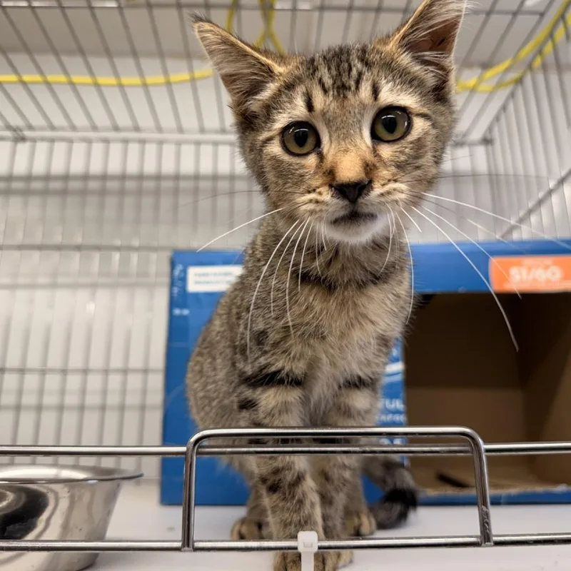 A baby small-sized male Domestic Short Hair cat named Harry for adoption in Rangely, CO