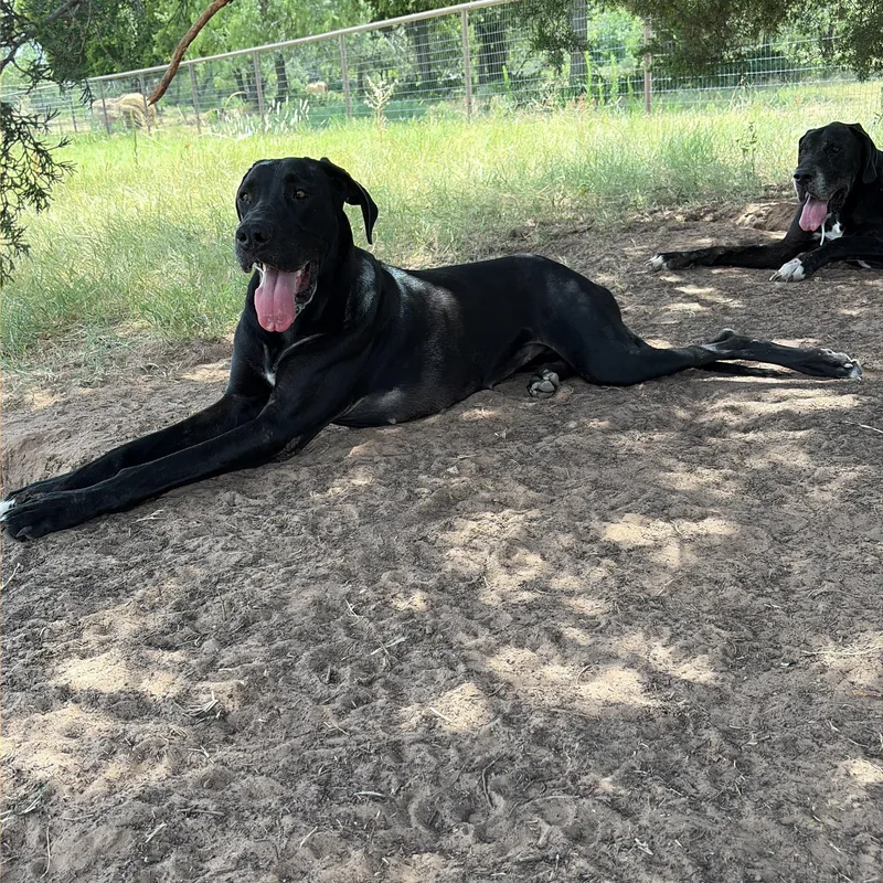 A young extra large-sized female Black Great Dane dog named Rose for adoption in Paradise, TX