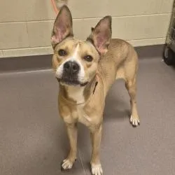 An adult medium-sized female Yellow / Tan / Blond / Fawn Shepherd dog named Portia for adoption in Norman, OK