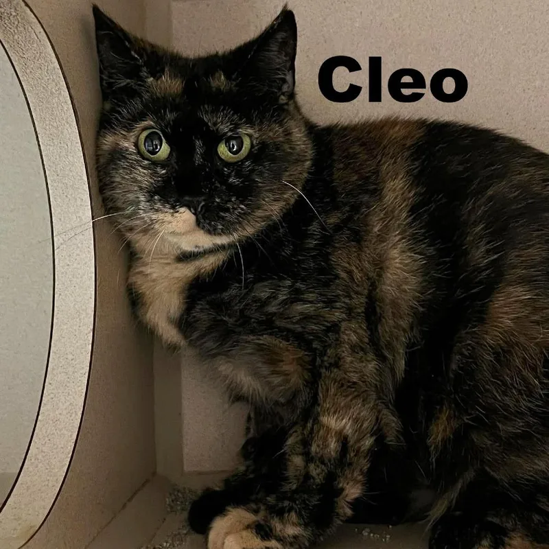 Cleo
