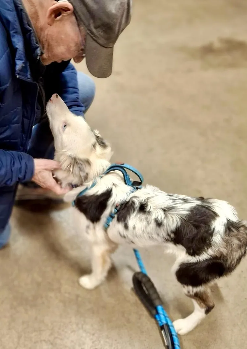 A baby medium-sized male Merle (Blue) Border Collie dog named Jay for adoption in Minnetrista, MN