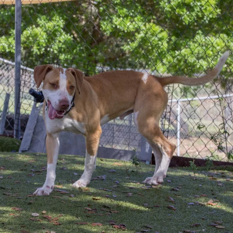A senior large-sized male Yellow / Tan / Blond / Fawn Mixed Breed dog named Brooks for adoption in Titusville, FL