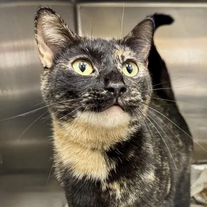 A young small-sized female Black Domestic Short Hair cat named Georgie Girl for adoption in Atlanta, GA