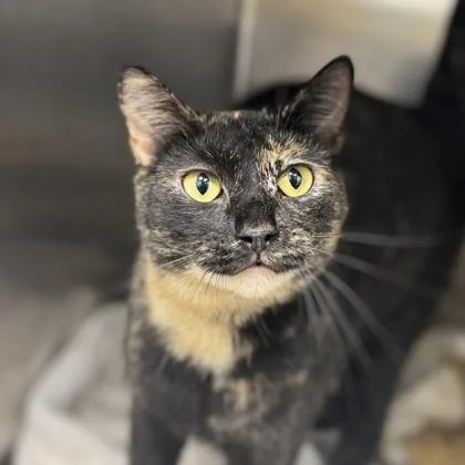 Georgie Girl thumbnail 2