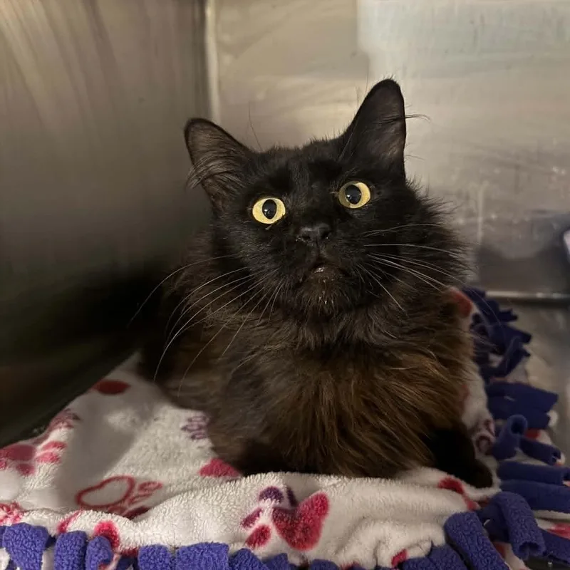 An adult medium-sized male Black Domestic Medium Hair cat named Jinu for adoption in Antioch, CA