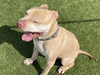 An adult medium-sized female Pit Bull Terrier dog named McGonagall for adoption in Independence, MO