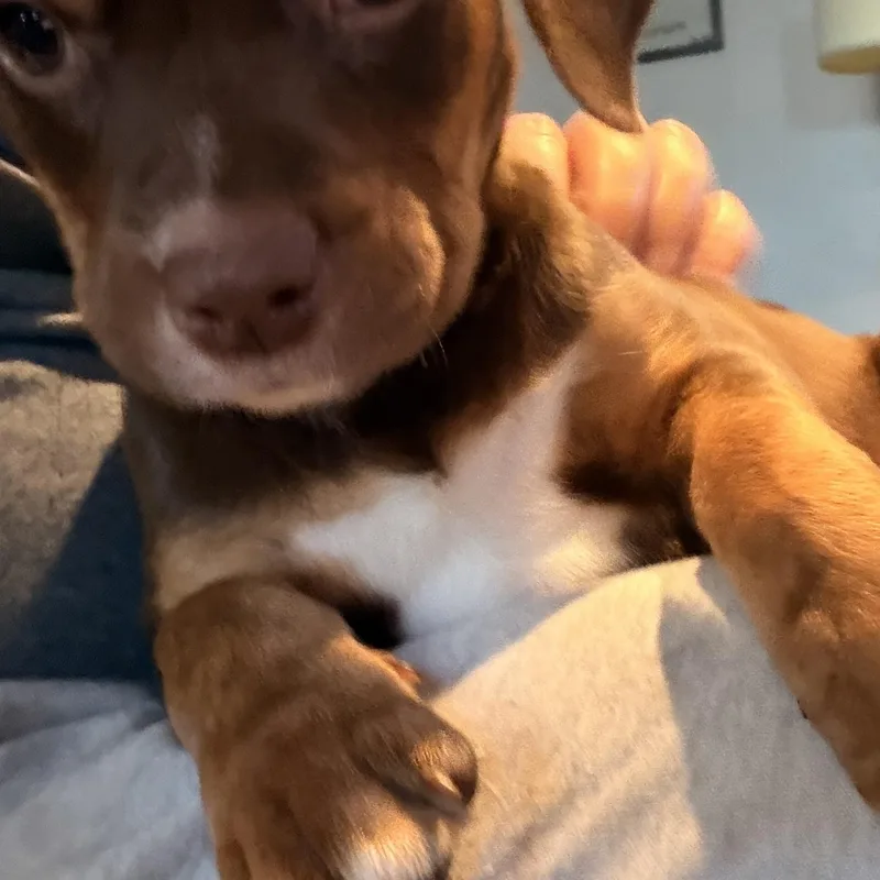 A young medium-sized female Beagle dog named Aphrodite for adoption in Byron, IL