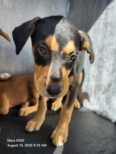A baby small-sized male Terrier dog named Puppy for adoption in San Antonio, TX