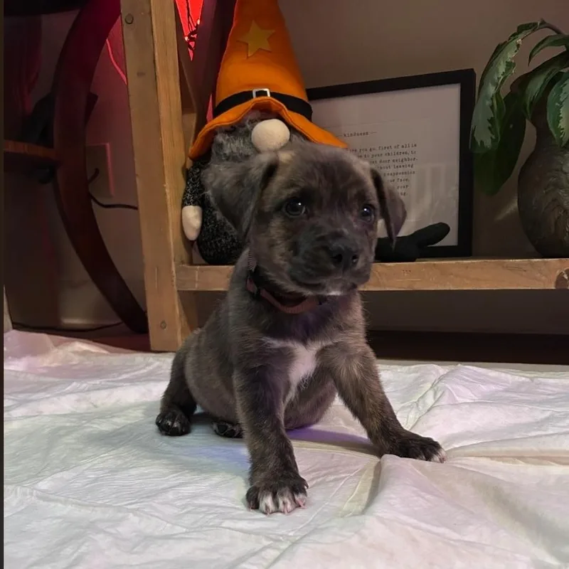 A baby medium-sized male Brindle Pit Bull Terrier dog named Benny for adoption in Brentwood, CA