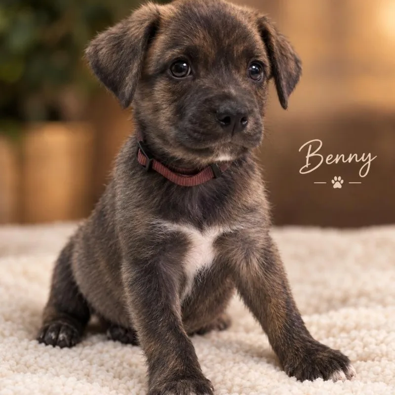 Benny thumbnail 2
