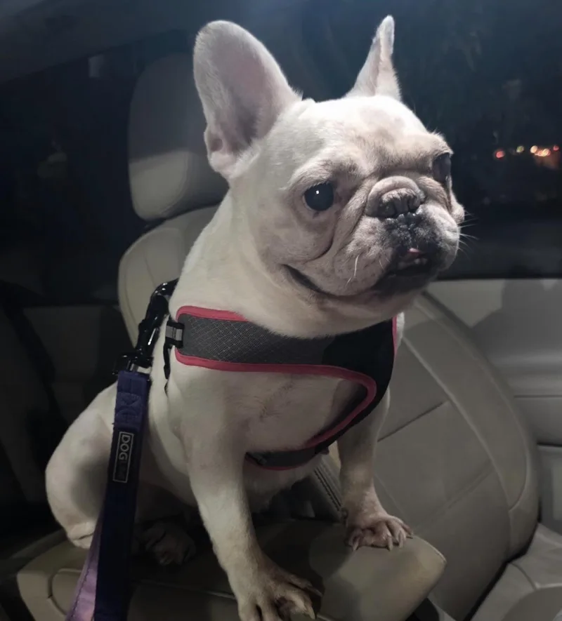 Annabelle
