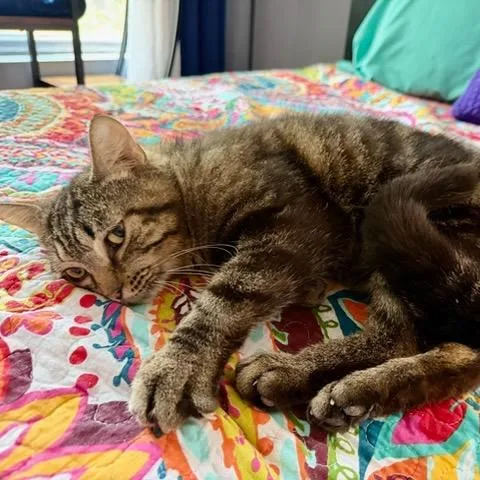 An adult medium-sized male Brown / Chocolate Domestic Short Hair cat named Chard for adoption in Evanston, IL