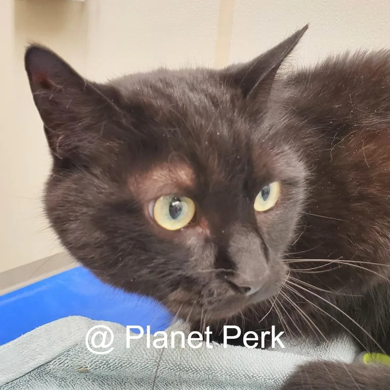 A senior medium-sized male Black Domestic Short Hair cat named Jerome for adoption in Oshkosh, WI
