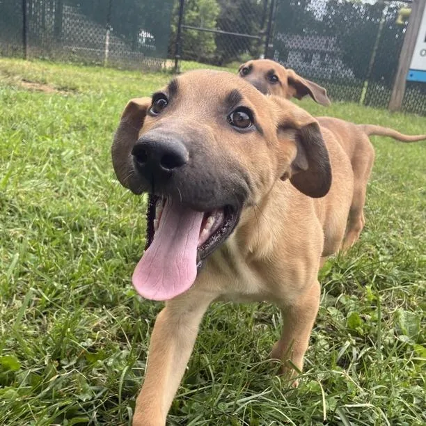 A baby small-sized male Brown / Chocolate German Shepherd Dog dog named Scone for adoption in Johnson City, TN